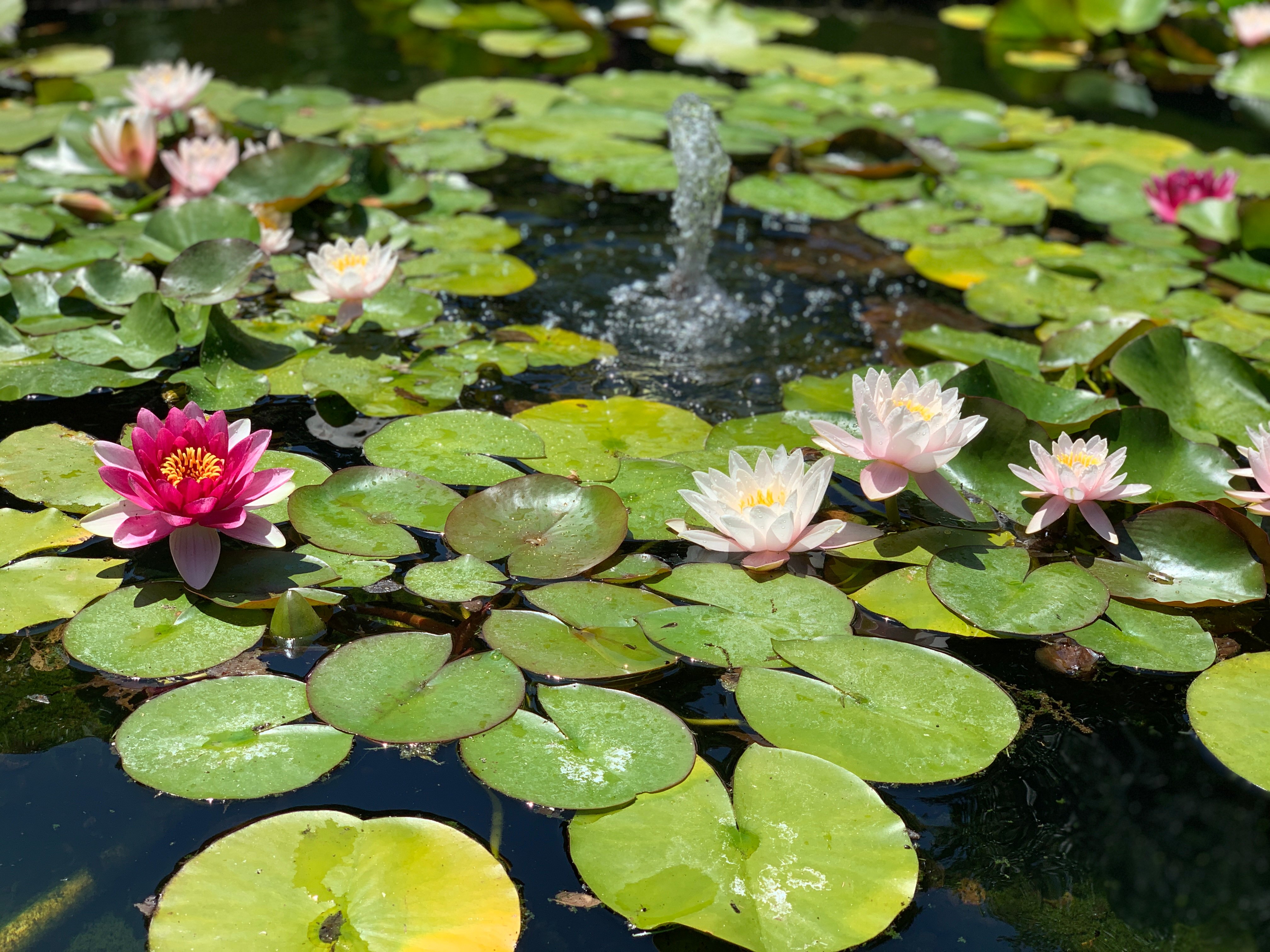 lilipad photo taken at Filoli Gardens